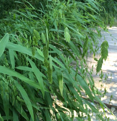 Chasmanthium latifolium River Oats, Chasmanthium Latifolium, Northern Sea Oats, River Plants, Dry Shade Plants, Sea Oats, Grow Taller, Seed Heads, Overwintering