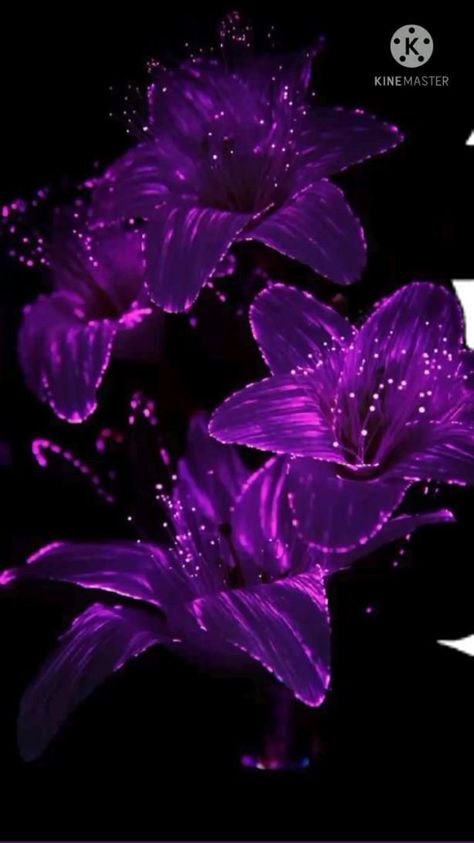 never give up | Free wallpaper backgrounds, Purple flowers wallpaper, Purple wallpaper Wallpaper Backgrounds Purple, Backgrounds Purple, Free Wallpaper Backgrounds, Purple Flowers Wallpaper, Wallpaper Purple, Flowers Wallpaper, Purple Wallpaper, Free Wallpaper, Never Give Up