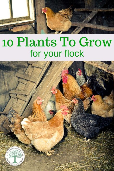 10 Plants To Grow Chicken Feed Recipe, Plants For Chickens, Urban Chicken Farming, Backyard Chicken Coop Plans, Urban Chickens, Backyard Chicken Farming, Best Chicken Coop, Chicken Run, Chicken Treats