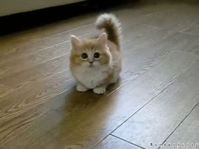 fluffy_confused_kitten_gif_5_by_wonderfuday-d51jyza.gif (400×300) Munchkin Cat Scottish Fold, Gato Munchkin, Scottish Fold Kittens, Munchkin Kitten, Munchkin Cat, Kitten Gif, Cute Cats And Kittens, Cute Kittens, Cute Creatures