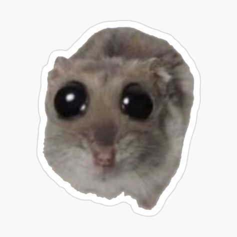 Get my art printed on awesome products. Support me at Redbubble #RBandME: https://www.redbubble.com/i/sticker/sad-hampter-hamster-meme-by-mgdlnsapien/158709482.JCQM3?asc=u Cute Animals Stickers, Pc Stickers, Collage School, Hamster Sticker, Memes Stickers, Small Hamster, Hamster Meme, Sticker Meme, Cute Animal Stickers