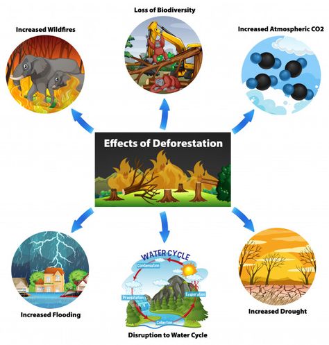 Chart showing effects of deforestation | Free Vector #Freepik #freevector #education #nature #cartoon #animal Posters On Deforestation, Stop Deforestation Poster, Deforestation Images, Deforestation Poster Drawing, Deforestation Drawing Ideas, Deforestation Poster Ideas, Deforestation Project, Deforestation Art, Deforestation Drawing