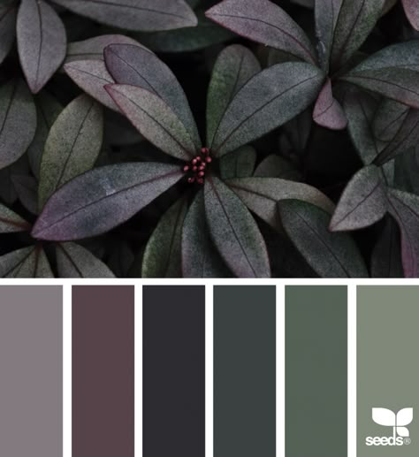 Moody Hues Black Paint Color, Seeds Color, Color Concept, Color Schemes Colour Palettes, Green And Gray, Color Palate, Design Seeds, Color Balance, Color Palette Design