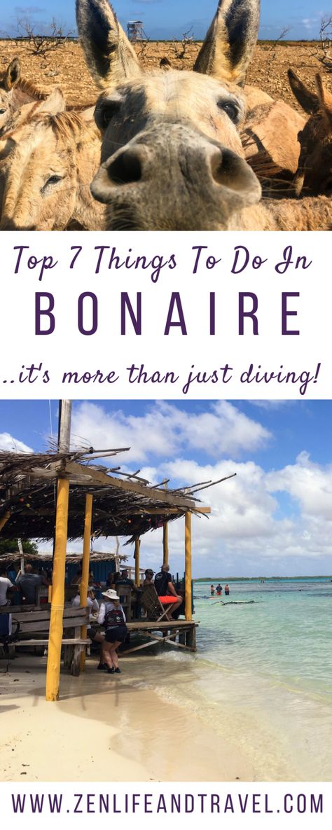 Things To Do In Bonaire | Caribbean Netherlands | ABC Islands | Caribbean Travel | Scuba Diving | #bonaire #caribbean #abcislands #shorediving Abc Islands, Travel Venice, Zen Life, Caribbean Destinations, Travel Secrets, Sardinia Italy, Caribbean Vacations, Romantic Vacations, Caribbean Travel