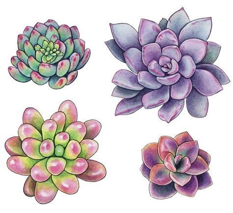 Drawing Succulents, Succulents Illustration, Succulents Drawing, Coloring Art, Cactus Painting, Succulent Gardening, Scrapbooking Stickers, Cactus Art, Class Decoration