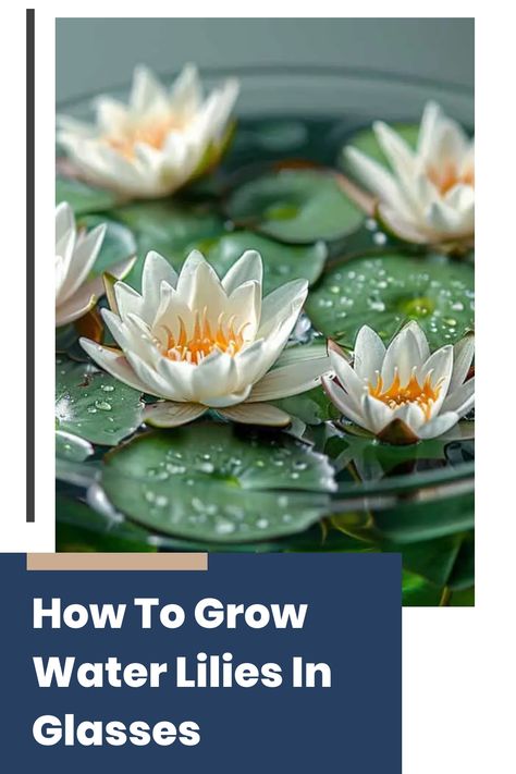 You’ve just returned from a visit to a friend’s home, where you were captivated by the elegant water lilies blooming in clear glass vases on their windowsill. Inspired, you decide to try growing your own. Growing water lilies in glasses is not only visually stunning but also surprisingly simple. Follow these steps to create your own beautiful aquatic display. Wilted Flowers, How To Make Water, Water Movement, Natural Pond, Insecticidal Soap, Water Lilly, Lily Bloom, Moon Garden, Clear Glass Vases