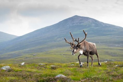 Learn how to use a mid-range telephoto lens to create incredible photos of animals within their different habitats. Habitat Photography, Female Reindeer, Reindeer Noses, Altai Mountains, Deer Species, Interesting Animals, Nature Wildlife, Animal Facts, Wild Animals