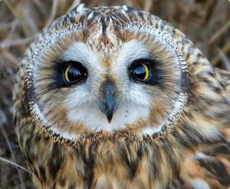 An intense star from a pretty short-eared owl. Owl Habitat, Owl Facts, Wild Animals Photography, Short Eared Owl, Owl Eyes, Owls Drawing, Owl Pictures, Baby Owls, Animal Sketches