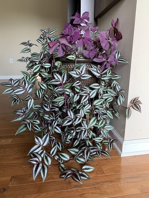 Do You Have a Tradescantia (Wandering Dude)? Don't Miss These 7 Things! Wandering Jew Plant, Small House Garden, Plant Bugs, Wandering Jew, Diy Garden Fountains, Herb Garden Design, Household Plants, Vertical Garden Diy, Balcony Plants