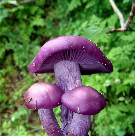 Wood Blewit mushroom - and yes this is the real colour! Wood Blewit Mushrooms, Blewit Mushroom, Wood Blewit, Colourful Mushrooms, Purple Mushrooms, Portulaca Grandiflora, Purple Mushroom, Poisonous Mushrooms, Mushroom Images