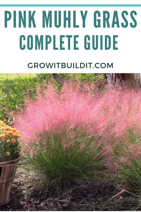 Pink Pompous Grass Plant, Grasses Landscaping Front Yard, White Muhly Grass Landscaping, Mexican Grass Landscape, Ornamental Grass Landscape Around Pool, Large Ornamental Grasses, Red Grasses Landscaping, Purple Ornamental Grasses, Grassy Plants Landscape