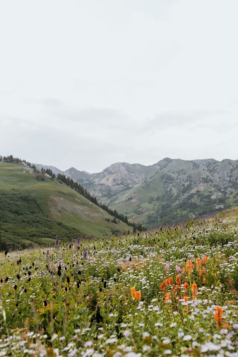 Griffin Family | Albion Basin, Utah — Roxana B Photography Albion Basin, Griffin Family, Baker Photography, Wedding Package, Family Portraits, Family Photographer, Utah, This Year, Blossom