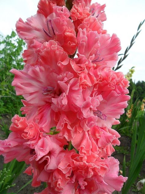 Beautiful Garden Gladiolus: Tips for Growing and Caring for These Stunning Flowers Vibrant Red, Soft Pink, Beautiful Gardens, Vines, Beautiful Flowers, Vibrant Colors, Flowers, Plants, Color