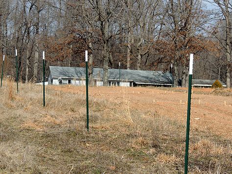 Deer Fence, Fishing Line, Garden Arch, Fence, Deer, Tree Trunk, Outdoor Structures, Fish, Home And Garden