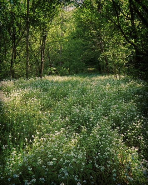 Mediterranean Summer Aesthetic, European Forest, Mediterranean Forest, Summer Travel Aesthetic, Summer Outfit Aesthetic, Cottagecore Nature, Cute Summer Fits, Mediterranean Summer, Mountains Hiking