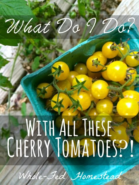 What Do I Do with All These Cherry Tomatoes?! - Whole-Fed Homestead What To Do With Yellow Cherry Tomatoes, Canning Yellow Cherry Tomatoes, Yellow Pear Tomato Canning Recipes, Yellow Cherry Tomatoes Recipes, Cherry Tomato Ideas, Sweet Cherry Tomato Recipes, What To Do With Yellow Tomatoes, Yellow Grape Tomato Recipes, Golden Cherry Tomato Recipes