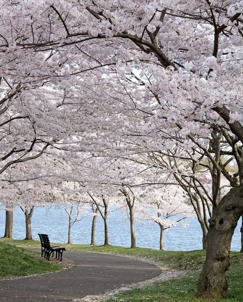 Park Benches, Tree Lined Driveway, Victoria Magazine, New Wallpaper Iphone, Cherry Trees, Nature Tree, Beautiful Sights, Blossom Trees, Cherry Tree