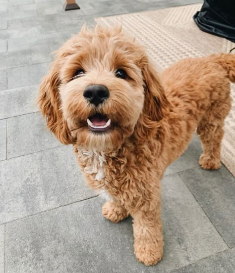 Teacup Cavapoo Full Grown, Cockapoo Puppy Haircut, Toy Cavapoo Full Grown, Goldendoodle Aesthetic, Cockapoo Apricot, Medium Goldendoodle, Golden Poodle, Labradoodle Mini, Golden Doodle Puppies