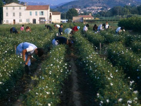 Ville du Sud de France, Grasse possède une industrie des parfums depuis plusieurs siècles : découvrez sa passionnante histoire. French Pictures, Creative Video, Video Image, High Res, Dolores Park, Getty Images, Photo Image, Stock Photos, France