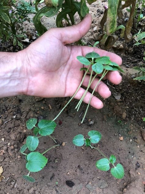 Thinning Okra Simple and Effective Propagate Strawberries, Growing Strawberry Plants, Strawberry Runners, Okra Plant, Strawberries In Containers, Growing Marigolds, Strawberry Varieties, Survival Gardening, Growing Strawberries