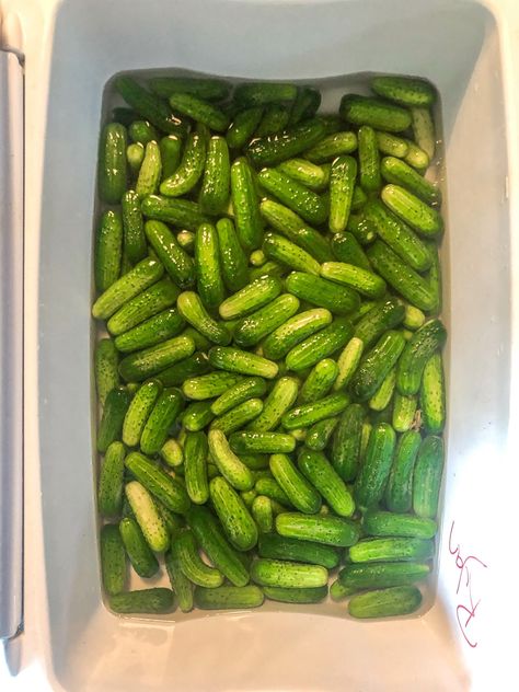 Whole Dill Pickles Canning, Kosher Dill Pickle Recipe Canning, Mini Cucumber Pickles, Baby Dill Pickle Recipe, Vlasic Kosher Dill Pickle Recipe, Vlasic Dill Pickle Recipe, Crock Pickles, Pickles Homemade Easy, Homemade Dill Pickles