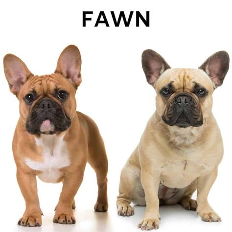 What Colors Do French Bulldogs Come In? (Plus Image Guide) Adult French Bulldog, French Bulldog Colors, French Bulldogs, Frenglish Bulldog, French Bulldog Brown, Tan French Bulldog, Silver Labrador Retriever, French Bulldog Tattoo, Red Fawn French Bulldog