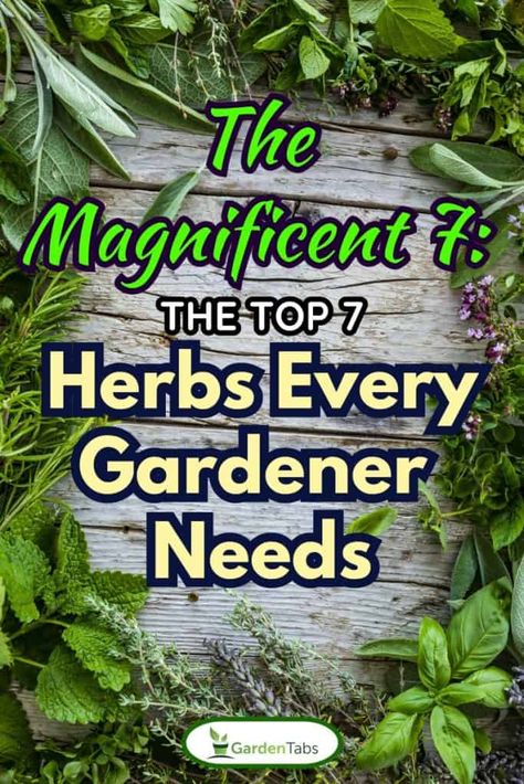 The Top 7 Herbs Every Gardener Needs Gardening Herbs, Rosemary Roasted Potatoes, Pineapple Sage, Mint Lemonade, Spice Island, Yucca Plant, Pumpkin Squash, Gardening Gear, Basil Plant