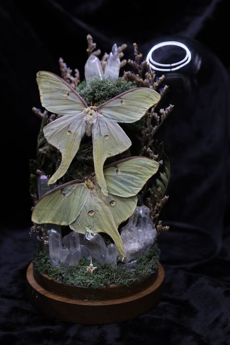 Luna Moth Terrarium | Bewitched Oddities Moth Terrarium, Oddities Cabinet, Entomology Decor, Oddities Collection, Oddities Decor, Angel Aura Quartz, Iridescent Blue, Luna Moth, Creative Stuff