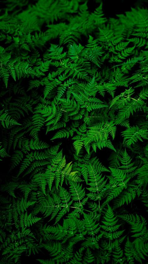 Green Leaves, Building, Green