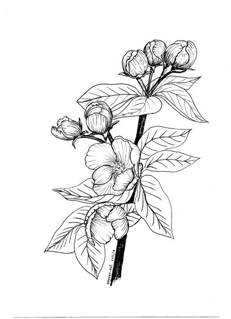 Antique Flower Tattoo, Apple Blossom Drawing, Paperang Printable, Apple Blossom Tattoo, Apple Blossom Tattoos, Moms Tattoo, Parchment Paper Craft, Floral Tattoo Sleeve, Blossom Tattoo