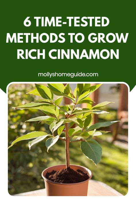 Discover the fascinating world of cinnamon cultivation with our comprehensive guide on how to grow cinnamon. Learn the step-by-step process to cultivate this aromatic spice in your own garden. From selecting the perfect location to caring for your cinnamon plants, we've got you covered. Explore tips on soil conditions, watering schedules, and harvesting techniques to ensure a bountiful harvest of flavorful cinnamon sticks. How To Grow Cinnamon, How To Grow Cinnamon Plants, Growing Cinnamon, Grow Cinnamon, Cinnamon Plant, Growing Vegetables In Pots, Small Vegetable Gardens, Growing Strong, Herb Gardening