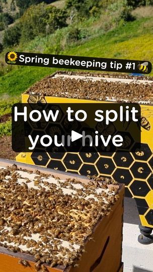 Flow Hive, How To Split, Someone New, Bee Keeping, Bee Hive, Get Started, Split, Best Gifts, Gifts