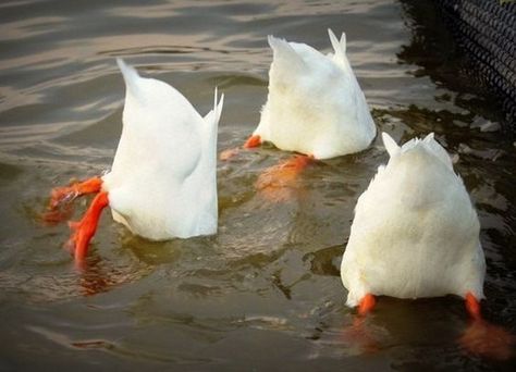 patos Psy Chihuahua, Synchronized Swimming, Funny Duck, Duck Duck, Olympic Team, Funny Birds, White Ducks, Sweet Animals, Swans