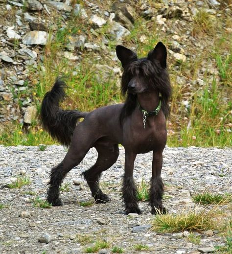 Dog Looking Up, Dog Reference Photo, Unique Dogs, Dog Reference, Sea Dog, Dog Anatomy, Chinese Crested Dog, Wild Dog, Dog Poses