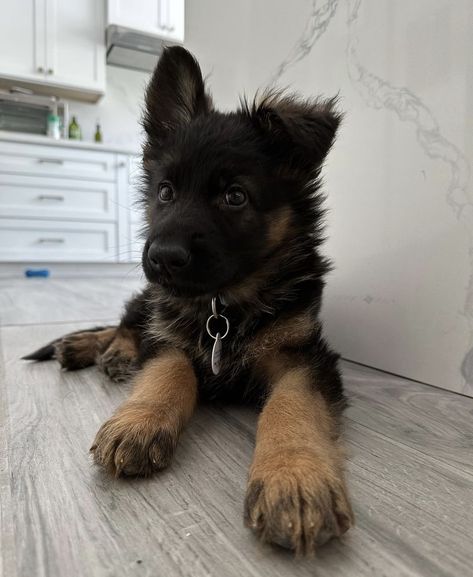 German Shepherd Lab Mix Puppy, Long Haired German Shepherd Puppy, Germanshepherds Puppy, German Shepherd Aesthetic, Puppy German Shepherd, Puppy Aesthetic, Dogs Aesthetic, German Sheperd Dogs, Cute German Shepherd Puppies