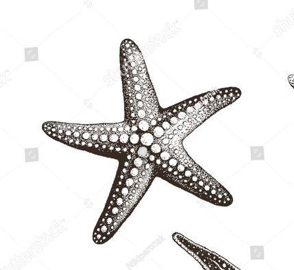 Starfish Tattoo Designs, Star Fish Drawings, Sea Star Drawing, Starfish Sketch, Sea Animals Tattoo, Starfish Drawing, Black And Grey Sleeve, Starfish Tattoo, Lower Leg Tattoos