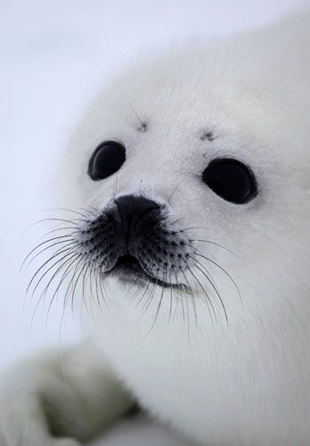 how often do you find seals this adorable? never, cause there aren't enough baby seals in CT Baby Seal, The Snow, Animals, White