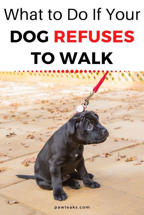 A dog that suddenly refuses to walk on the leash is a weird sight for many dog owners. Your dog might be either sitting down while walking or just stopping out of nowhere. This behavior not only seems stubborn but can also become quite dangerous if it happens in the middle of a busy road. In this post, you will learn the underlying cause of this behavior and how to fix it. #dogtraining #leash Busy Road, House Training Puppies, Dog Behavior Problems, House Training Dogs, Dog Obedience Training, Training Dogs, Dog Training Advice, Dogs Training, Dog Brain