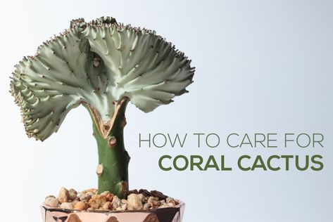 How to plant and care for Coral Cactus - Succulents Box Plant Repotting, Euphorbia Lactea, Aeonium Kiwi, Coral Cactus, Pencil Cactus, Cactus Care, Cactus Succulents, Sandy Soil, Loving Friends