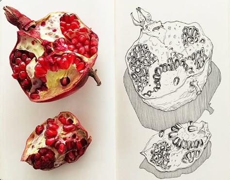 Kitchen Journal, Botanical Sketches, Botanical Sketchbook, Pomegranate Art, Art Degree, Sketchbook Art Journal, High Art, Botanical Drawings, Ink Illustrations