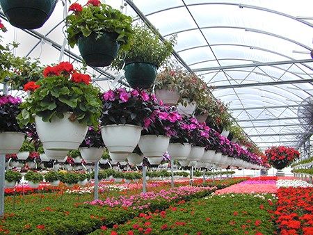 AmericanHort expresses concern to Department of Labor about proposed overtime rule Outdoor Flowering Plants, Pruning Plants, Plant Breeding, Sprinkler Irrigation, Greenhouse Ideas, Flower Plants, Tile Murals, Ornamental Plants, Locally Grown