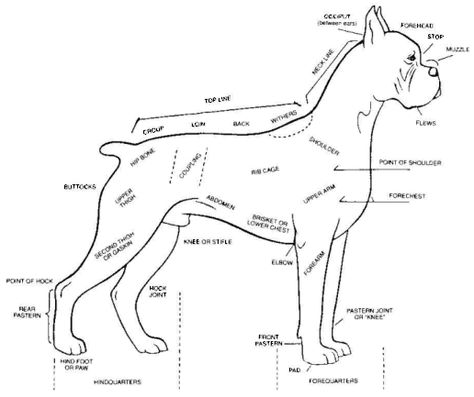 Body Base Anatomy, Base Anatomy, Body Diagram, Supernatural Art, Dog Projects, The Blueprint, Old Maps, Beloved Dog, Boxer Dogs