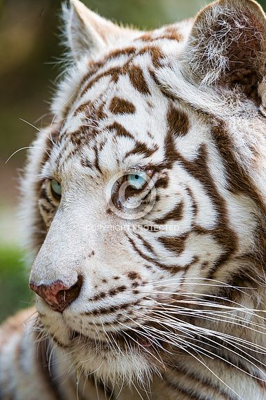 Majestic Animals, Cheetahs, White Tiger, Large Cats, Animal Planet, Animal Photo, Exotic Pets, Beautiful Cats, Big Cats