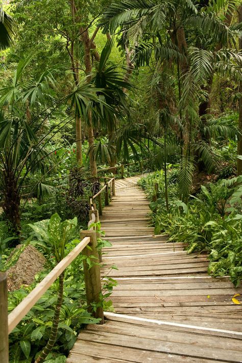 Pathways in the jungle. MS: Wooden pathway through the Tropical palms and wild o , #affiliate, #Wooden, #pathway, #MS, #Pathways, #jungle #ad Stairs To Lake, Planet Zoo Tropical, Bloxburg Resort, Tropical Farmhouse, Jungle Hotel, Minecraft Beach House, Staircase Wallpaper, Wooden Lodges, Farm Landscaping