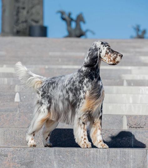 Irish Setter Puppy, Setter Puppies, English Setter Dogs, Gordon Setter, Cute Dog Pictures, Purebred Dogs, Pretty Dogs, English Setter, Water Dog