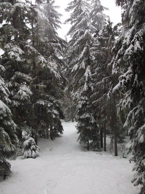 Government Camp, Oregon App Layout Ideas, Government Camp Oregon, Logging Camp, Blue Juniper, Christmas Mood Board, Winter Backgrounds, The Gunslinger, Chopping Wood, Winter Board