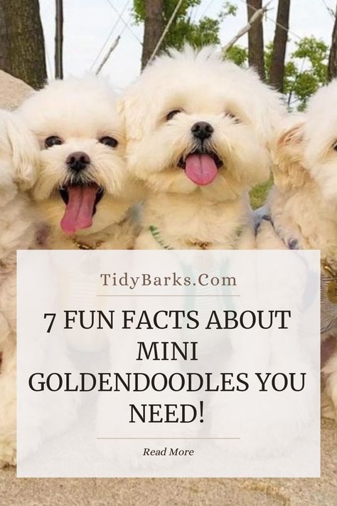 A happy mini Goldendoodle playing outside. This pin shares 7 important facts about mini Goldendoodles, from care tips to personality traits, perfect for those considering this adorable breed. Full Grown Mini Goldendoodle, Mini Goldendoodles, Mini Goldendoodle, Dog Facts, Personality Traits, Goldendoodle, New Friends, Happy Life, Fun Facts