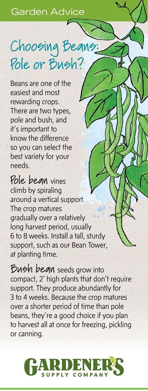 Growing Green Beans - How to Grow Pole Beans, Bush Beans Green Beans Garden, Bean Garden, Growing Green Beans, Arizona Garden, Growing Beans, Beans Beans, Bush Beans, Growing Greens, Pole Beans