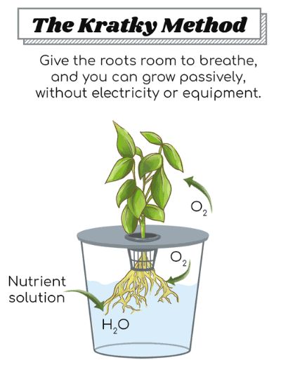 Hydroponics Kratky Method, Easy Hydroponics Diy, Passive Hydroponics, Kratky Hydroponics, Kratky Method, Produce Garden, Hydroponic Gardening Diy, Vertical Hydroponics, Indoor Hydroponic Gardening