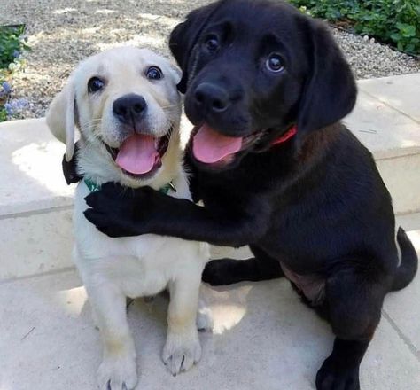 Puppy Love - 9GAG White Puppies, Labrador, Puppies, Black And White, Dogs, Funny, White, Black